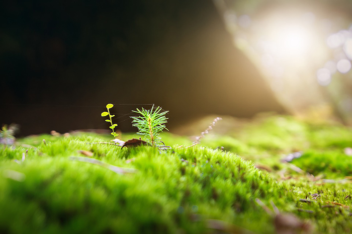 優(yōu)美散文:梔子花開(kāi)在五月